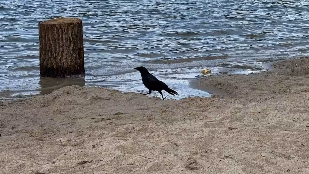 Krähe am Wasser mit Baumstamm