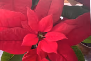 Weihnachtssternblüte