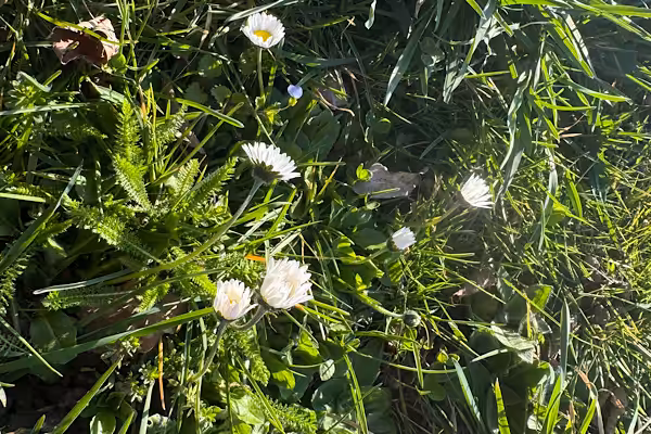 Gänsblümchen im März
