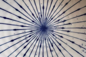 Mandala Form