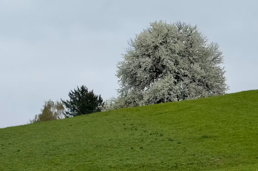 Blühender Birnbaum