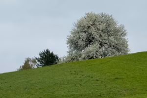 Blühender Birnbaum