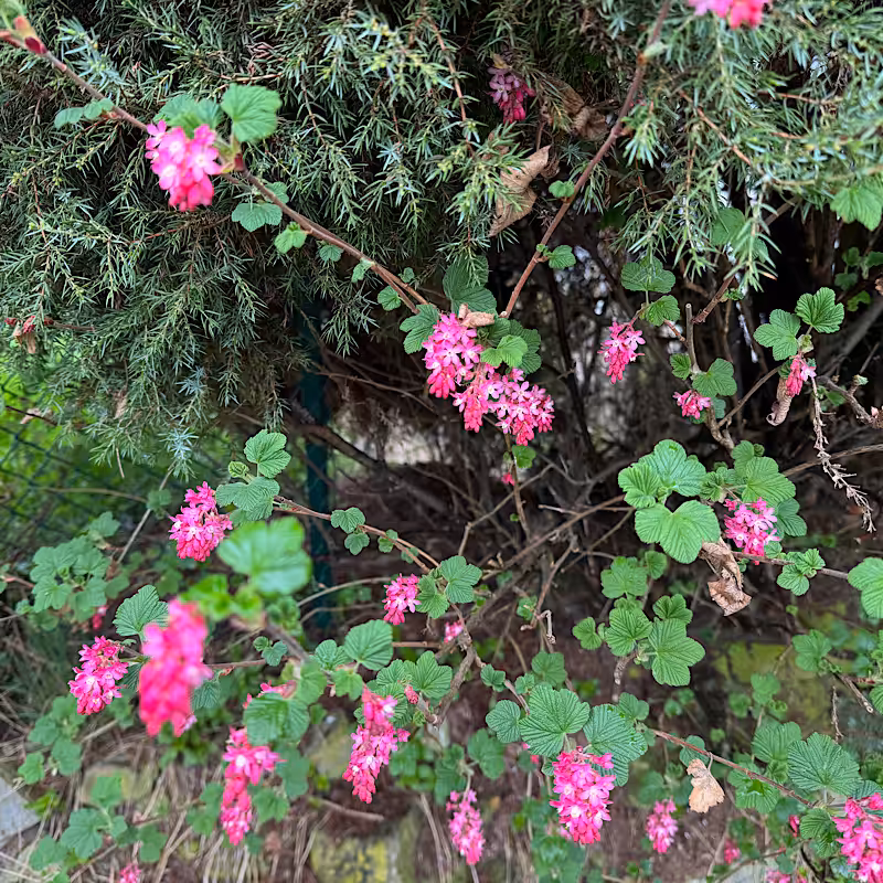 Zierpflanze Blühend