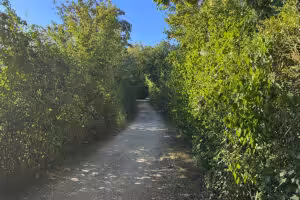 Hohlweg um den See