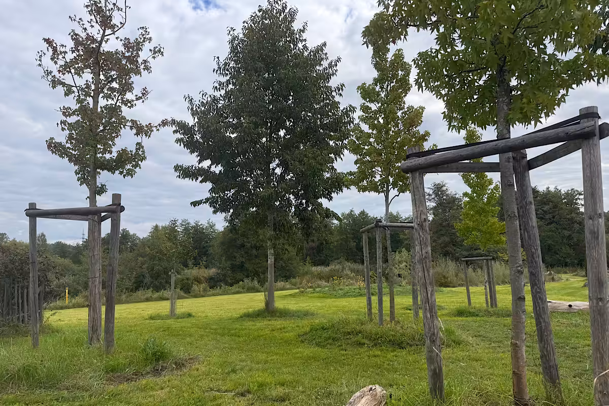 Junge Bäume mit Holzstützen auf einer frisch gemähten Wiese