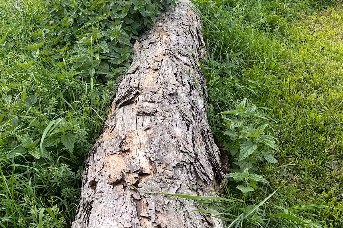Verwitterter Baumstamm im Gras zwischen Brennnesseln