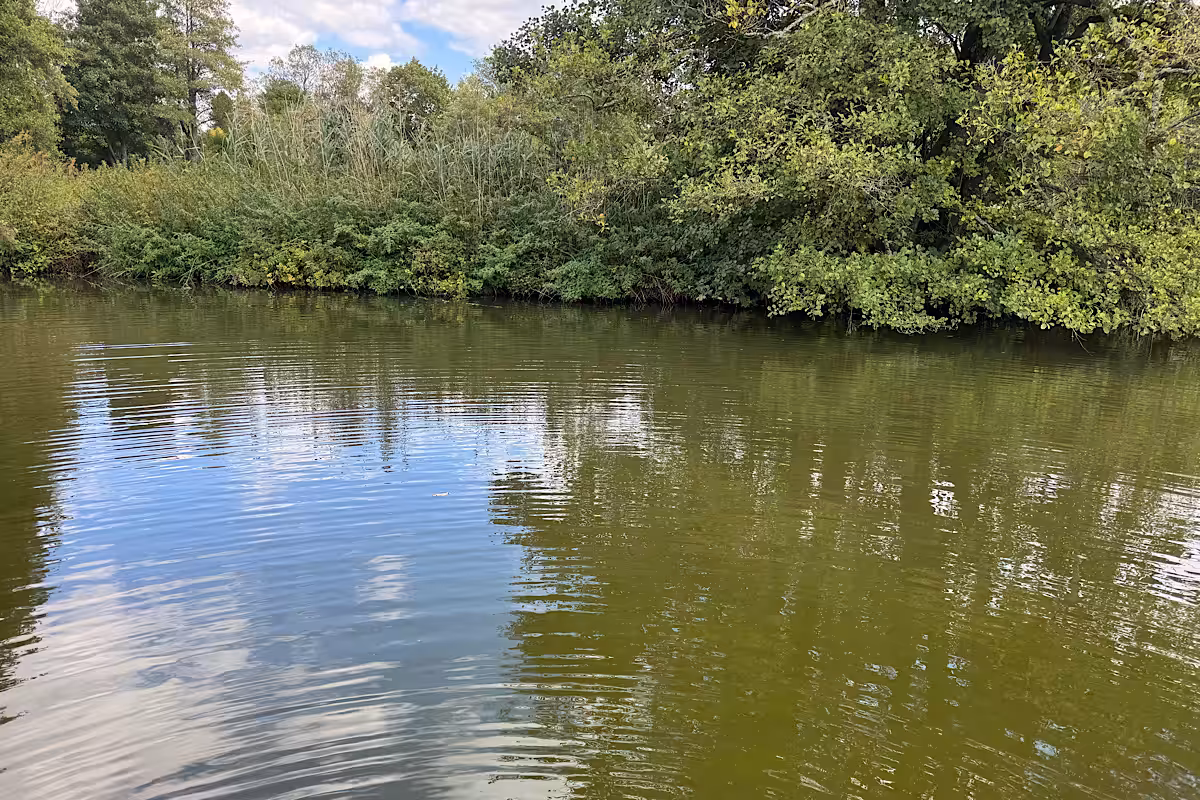 Ruhiges Flussufer mit dichtem Grün an der Badestelle