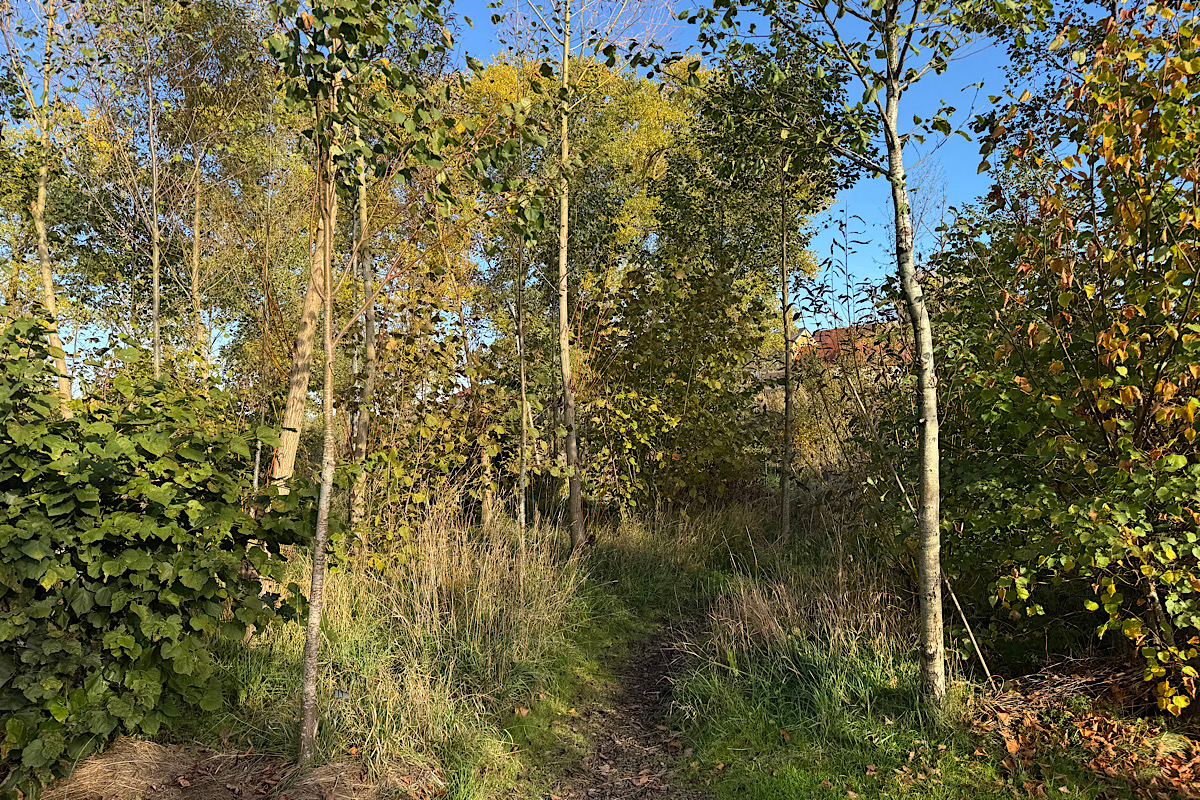 Herbstlicher Waldweg am Tempelhof